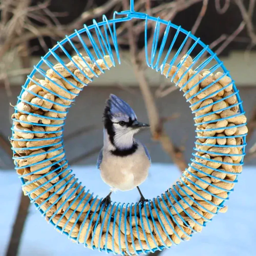 pinebush-wreath-peanut-feeder-assorted-colours Pinebush Wreath Peanut Feeder Assorted Colours