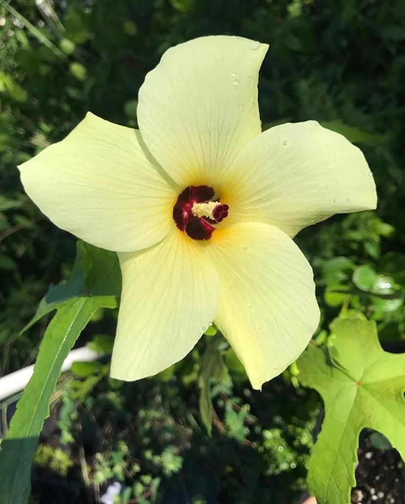 pineland-hibiscus Pineland Hibiscus