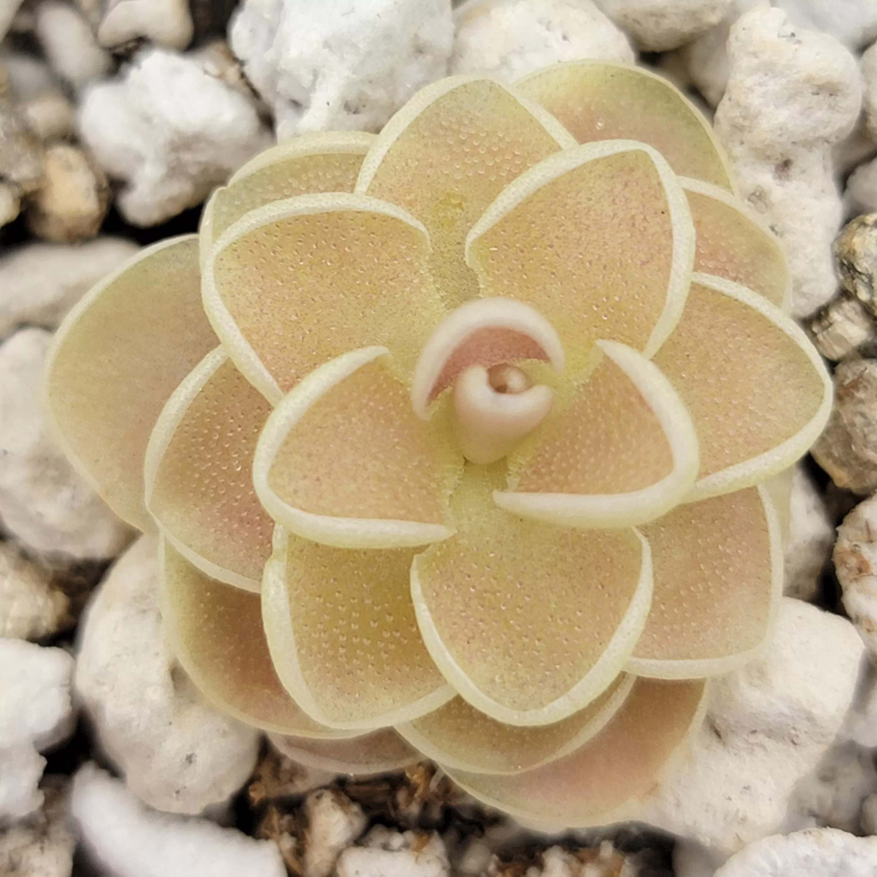 pinguicula-esseriana-agua-de-le-n Pinguicula esseriana {Agua de León}