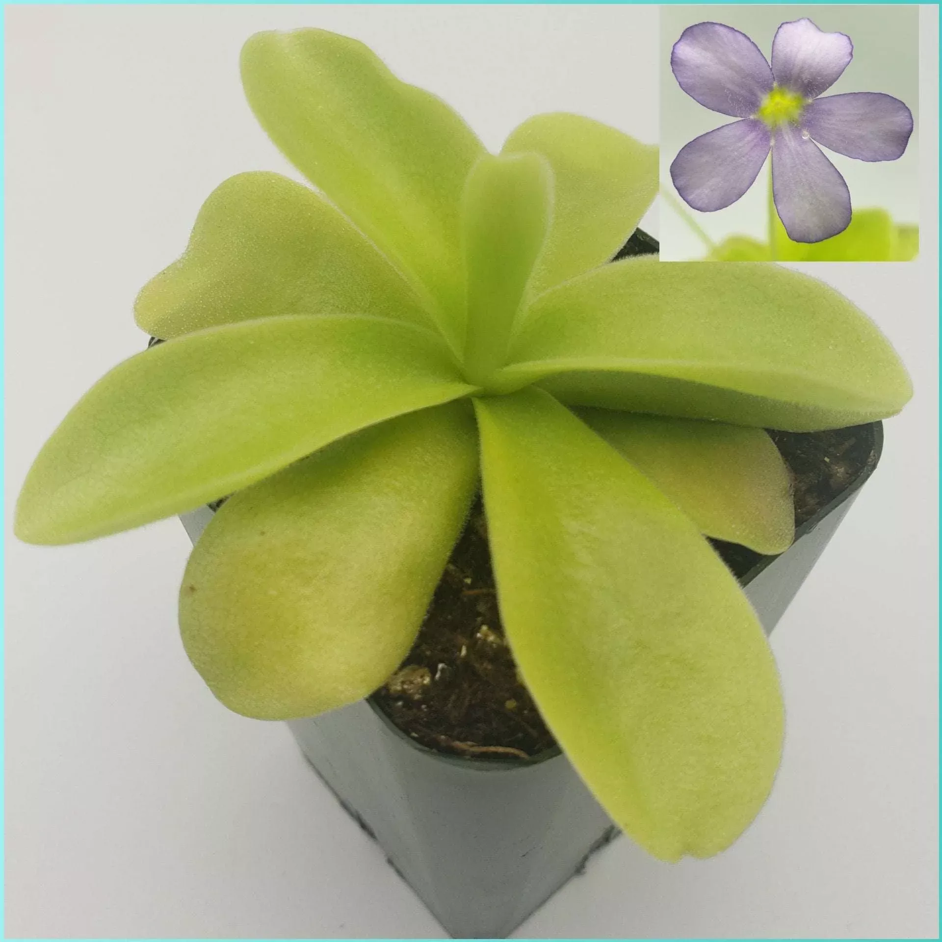 pinguicula-gigantea Pinguicula gigantea