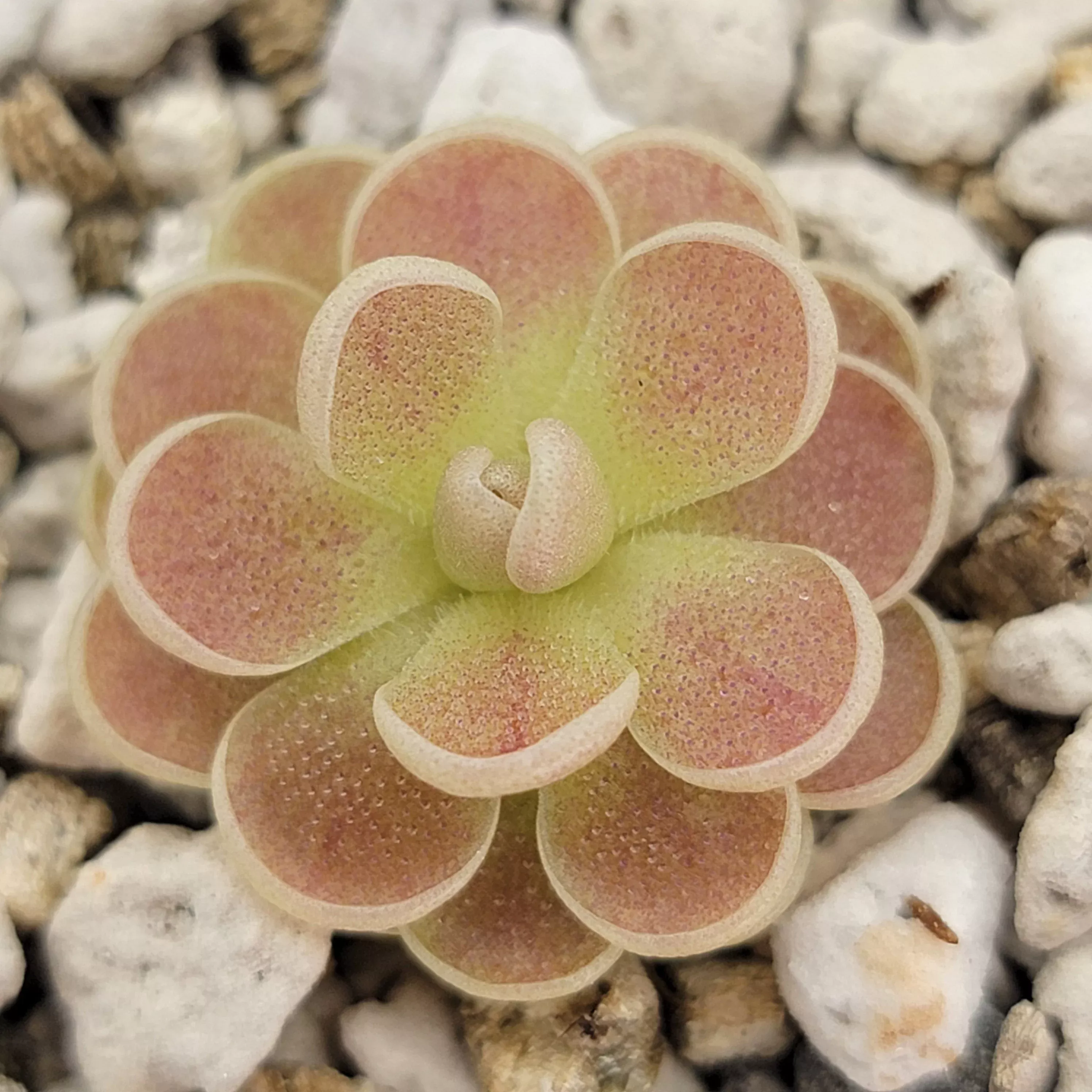 pinguicula-spec-minas-des-asbestos Pinguicula spec. "Minas des Asbestos"