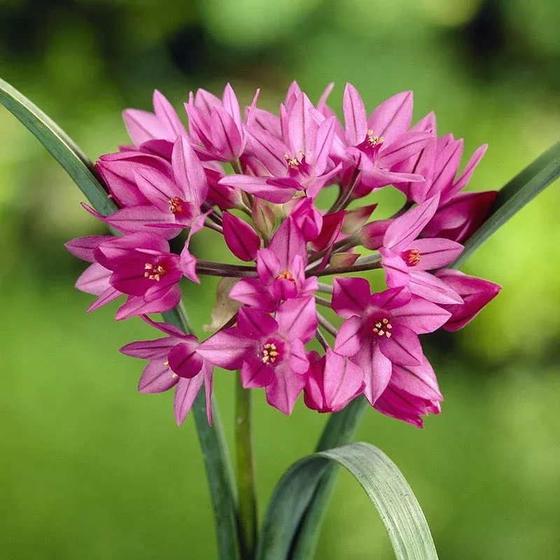 pink-allium Pink Allium