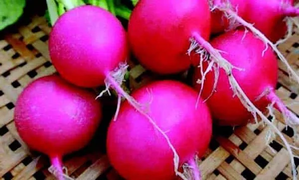 pink-beauty-radish-seeds Pink Beauty Radish Seeds
