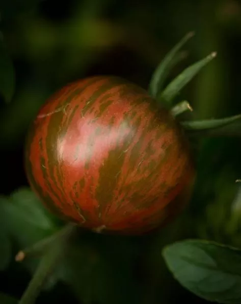 pink-boar-tomato Pink Boar Tomato