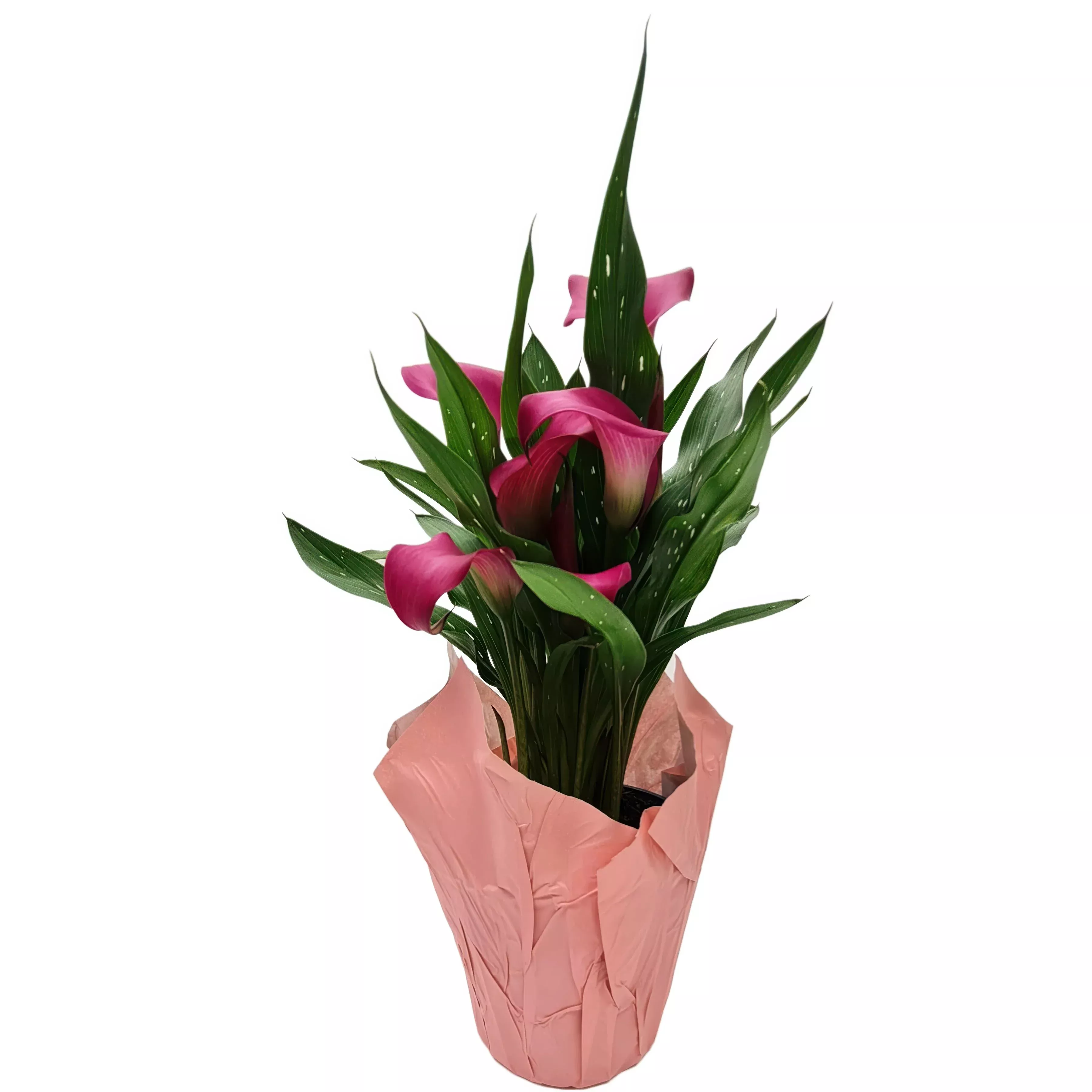 pink-calla-lily Pink Calla Lily
