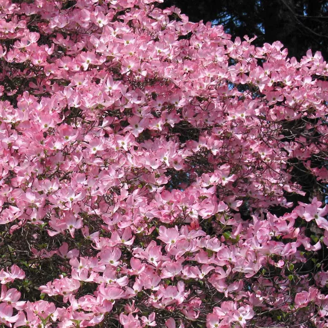 pink-dogwood-tree Pink Dogwood Tree