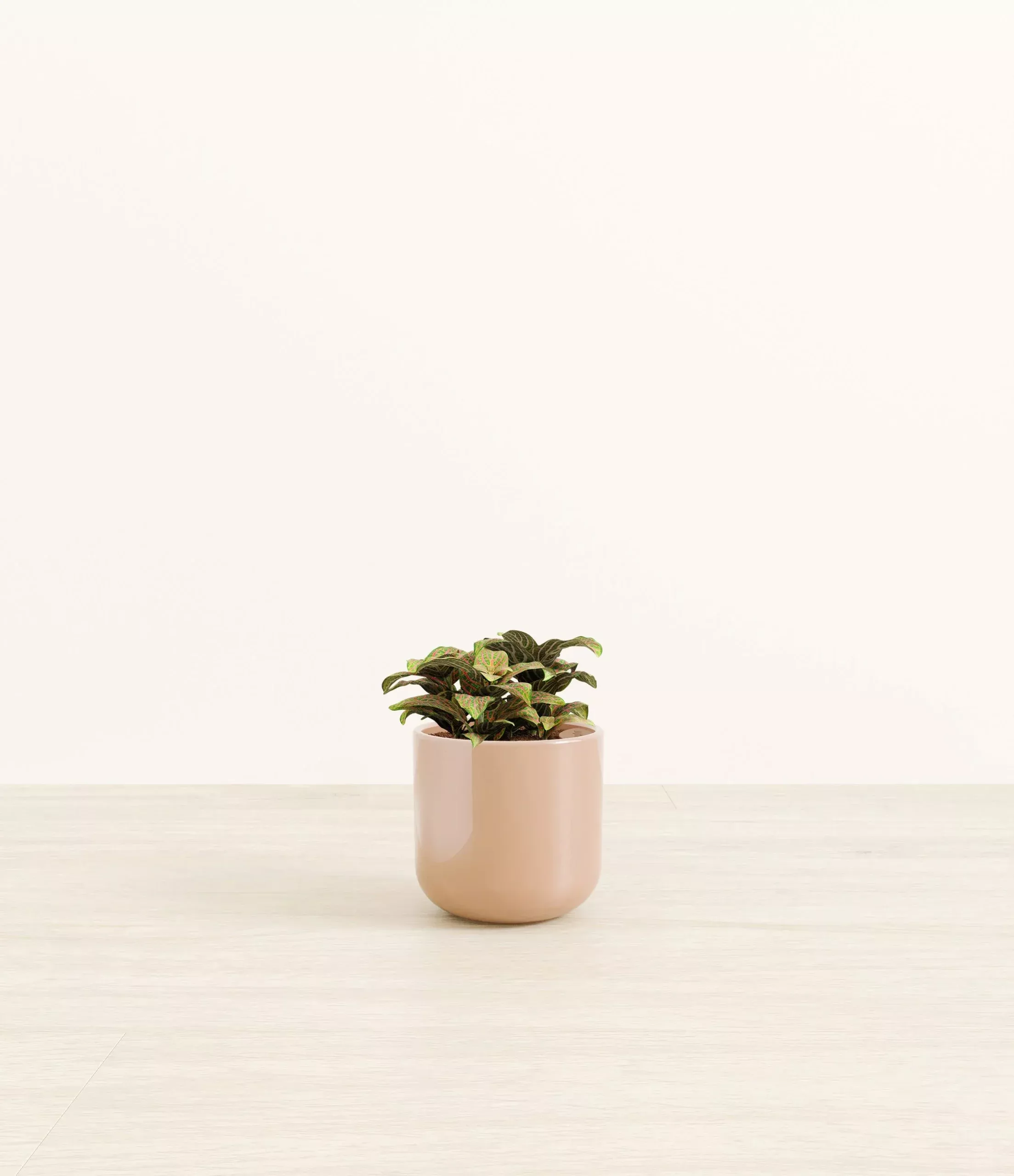 pink-fittonia Pink Fittonia