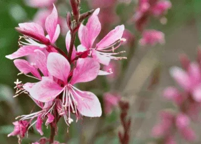 pink-gaura Pink Gaura