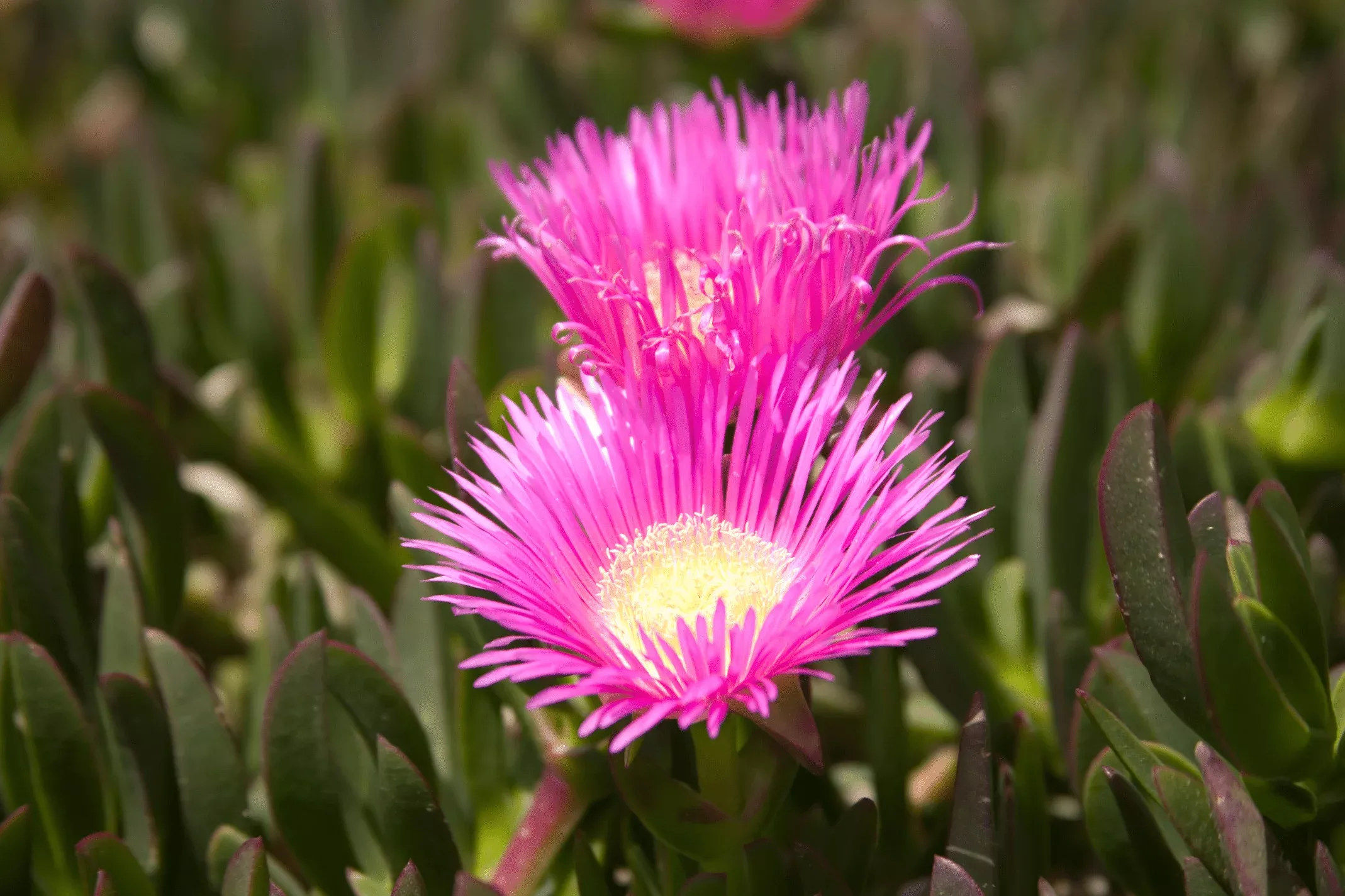 Pink Hardy Ice Plant