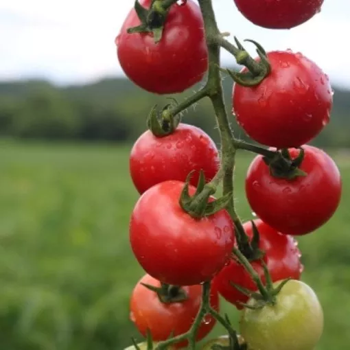 Pink Pixie Tomato Seeds