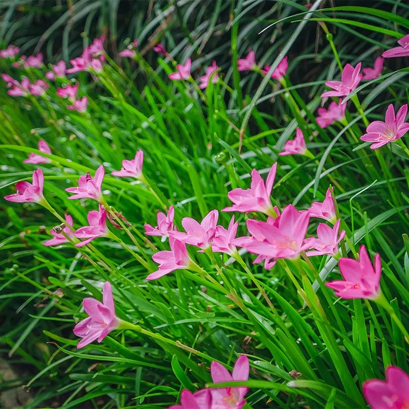 pink-rain-lily Pink Rain Lily