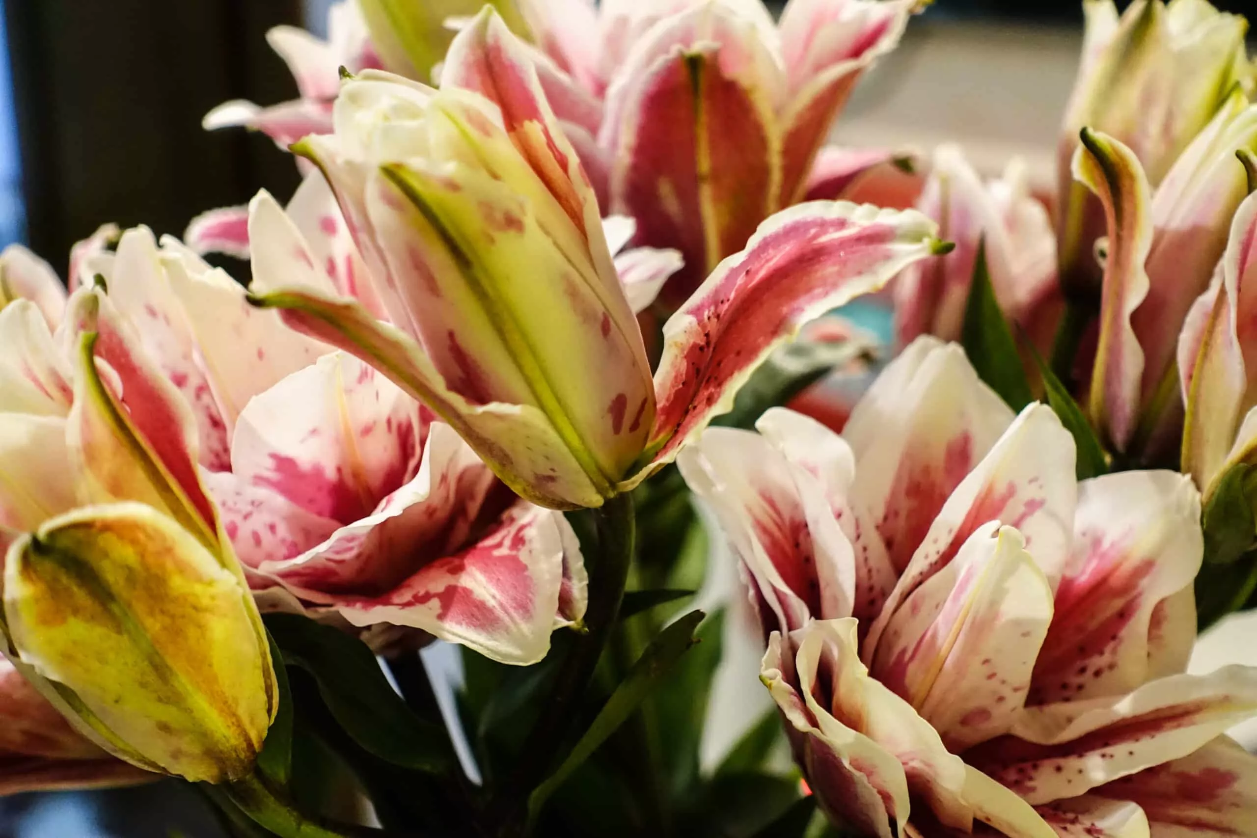 Pink Roselily Double Oriental Lily Bulbs – Fragrant, Pollen-Free, Fully Double Blooms – Premium Perennial Flower for Garden Beds & Cut Arrangements (5 Bulbs)