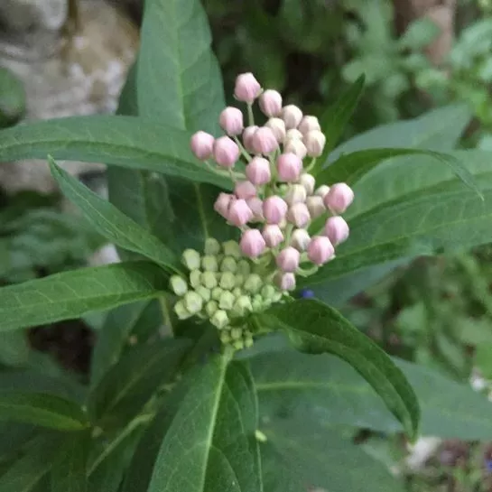 pink-swamp-milkweed Pink Swamp Milkweed