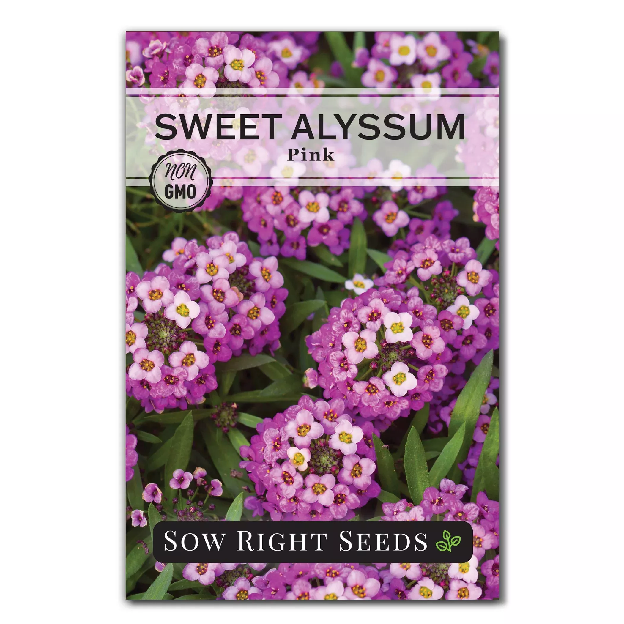 pink-sweet-alyssum-seeds Pink Sweet Alyssum Seeds