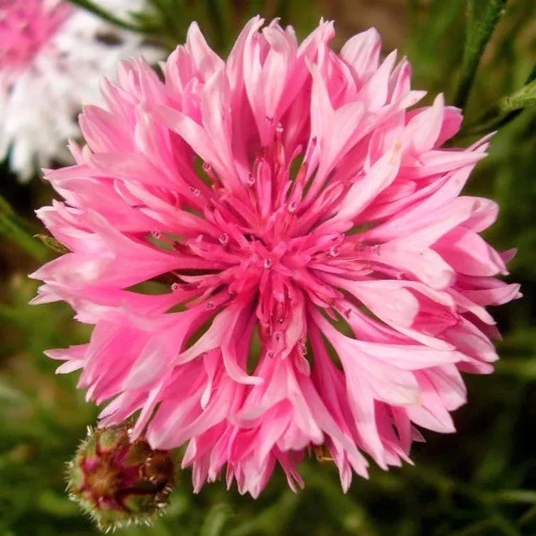 pink-tall-bachelor-button Pink Tall Bachelor Button