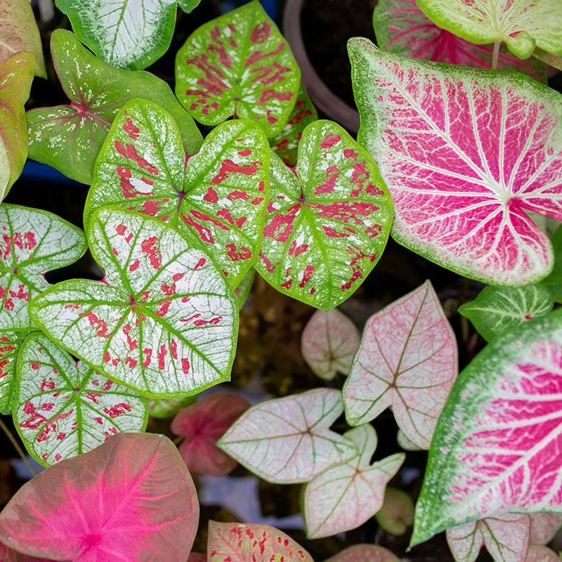 pink-white-caladium-mix Pink & White Caladium Mix