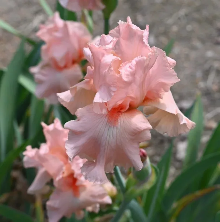 pinkity Pinkity