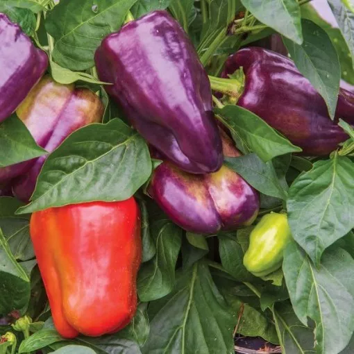 pinot-noir-pepper-seeds Pinot Noir Pepper Seeds