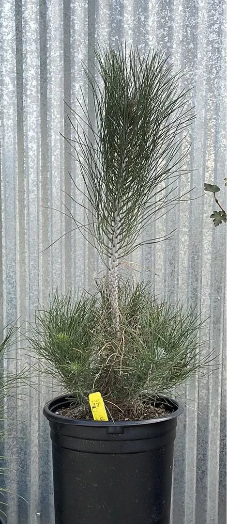 Pinus coulteri Coulter Pine