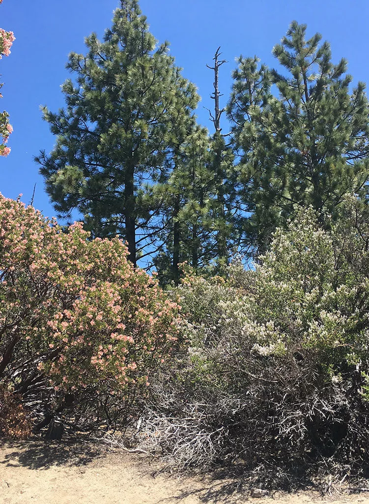 pinus-ponderosa-ponderosa-pine-seed Pinus ponderosa - Ponderosa Pine (Seed)