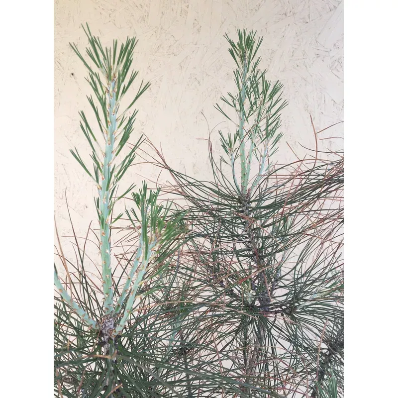 pinus-sabiniana-foothill-pine Pinus sabiniana, Foothill Pine