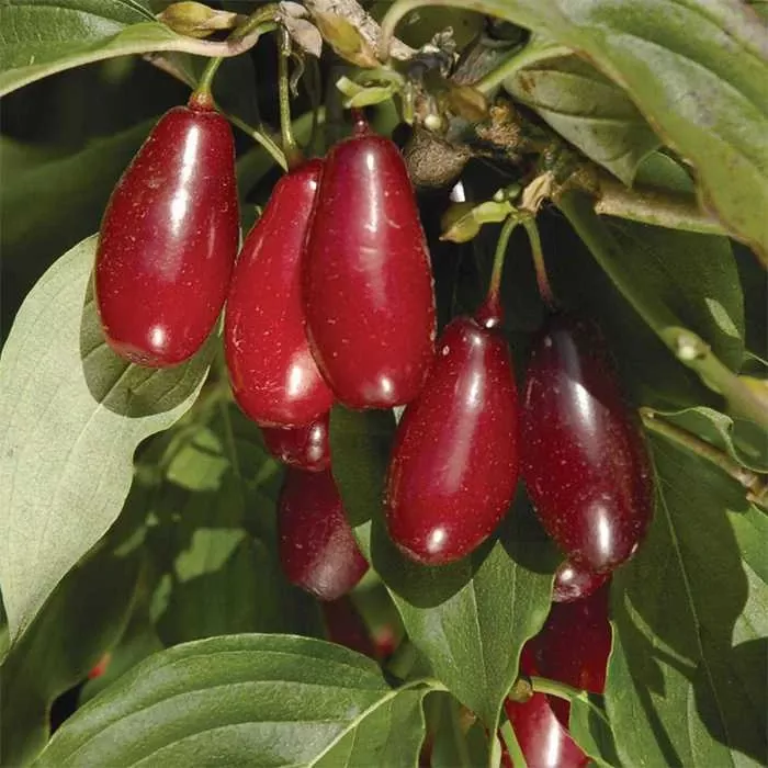 Pioneer™ Cornus Mas