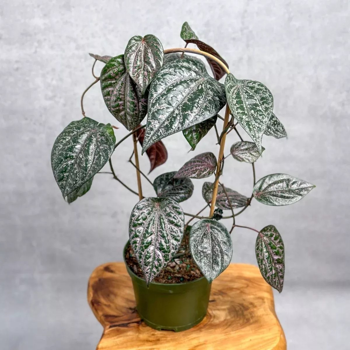 Piper crocatum - Celebes Pepper