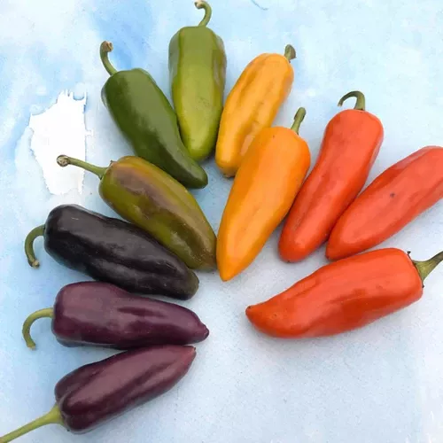 pippins-golden-honey-sweet-pepper Pippins Golden Honey Sweet Pepper
