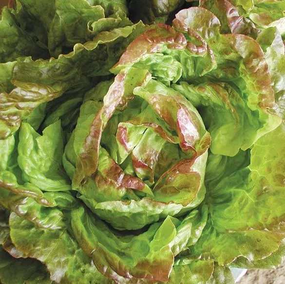 pirat-lettuce Pirat Lettuce