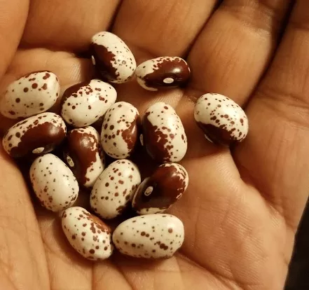 piros-feher-bean Piros Feher Bean