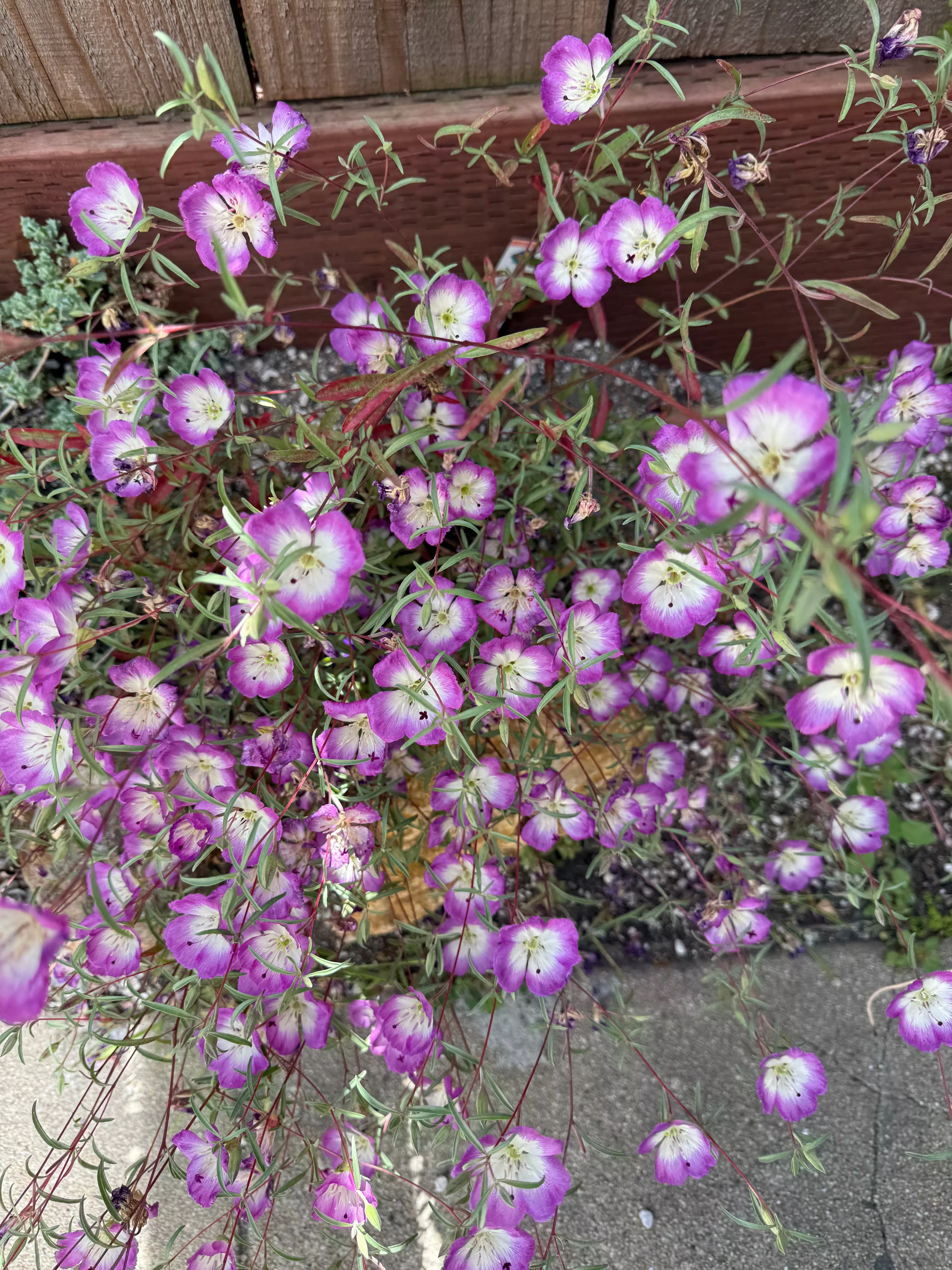 pismo-clarkia Pismo Clarkia