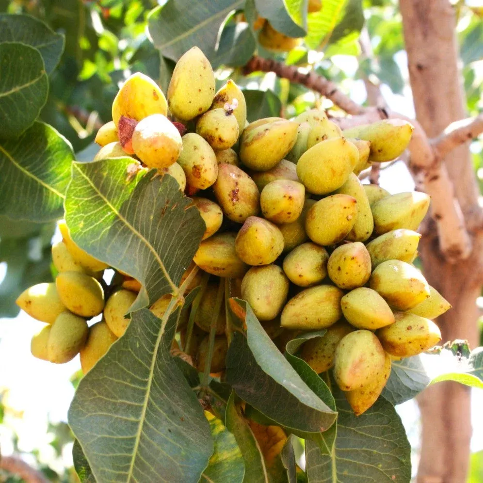 pistachio-tree Pistachio Tree