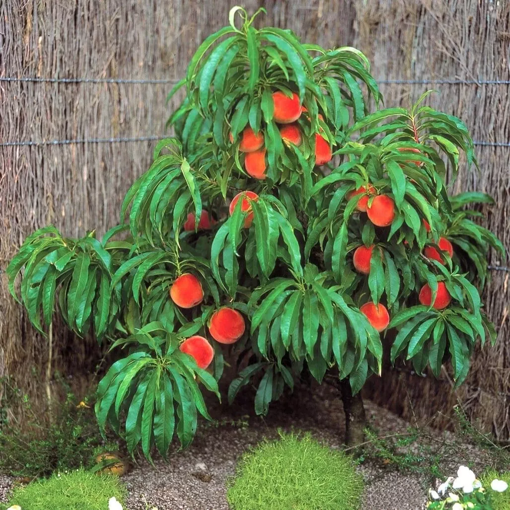 pix-zee-dwarf-peach-miniature Pix Zee Dwarf Peach – Miniature