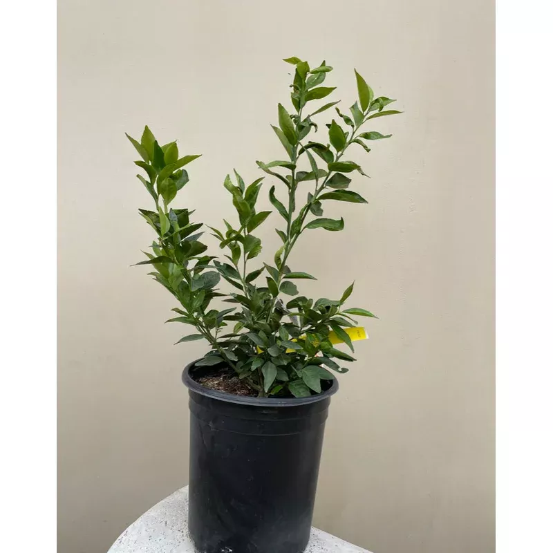 pixie-tangerine-semi-dwarf Pixie Tangerine, semi-dwarf