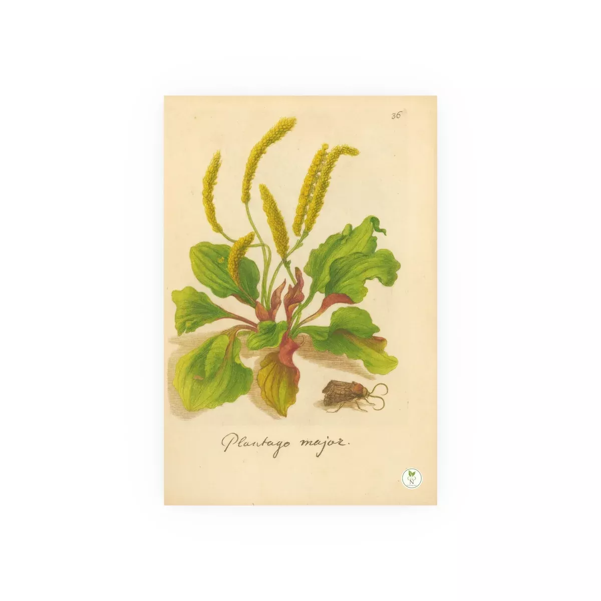 Plantago Major,Antique Botanical Illustration of the Common Plantain