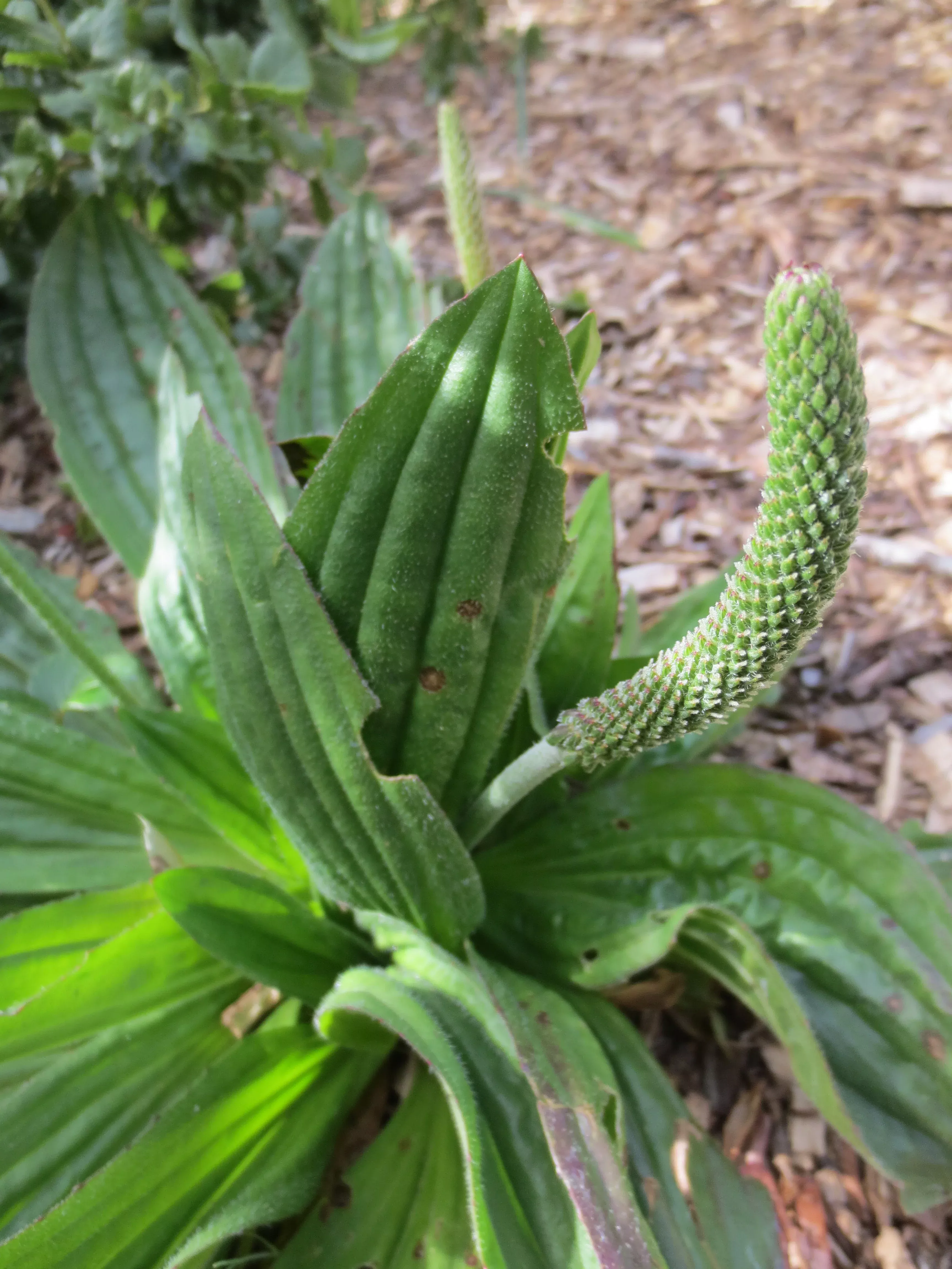 plantago-subnuda-coastal-plantain Plantago subnuda, Coastal Plantain