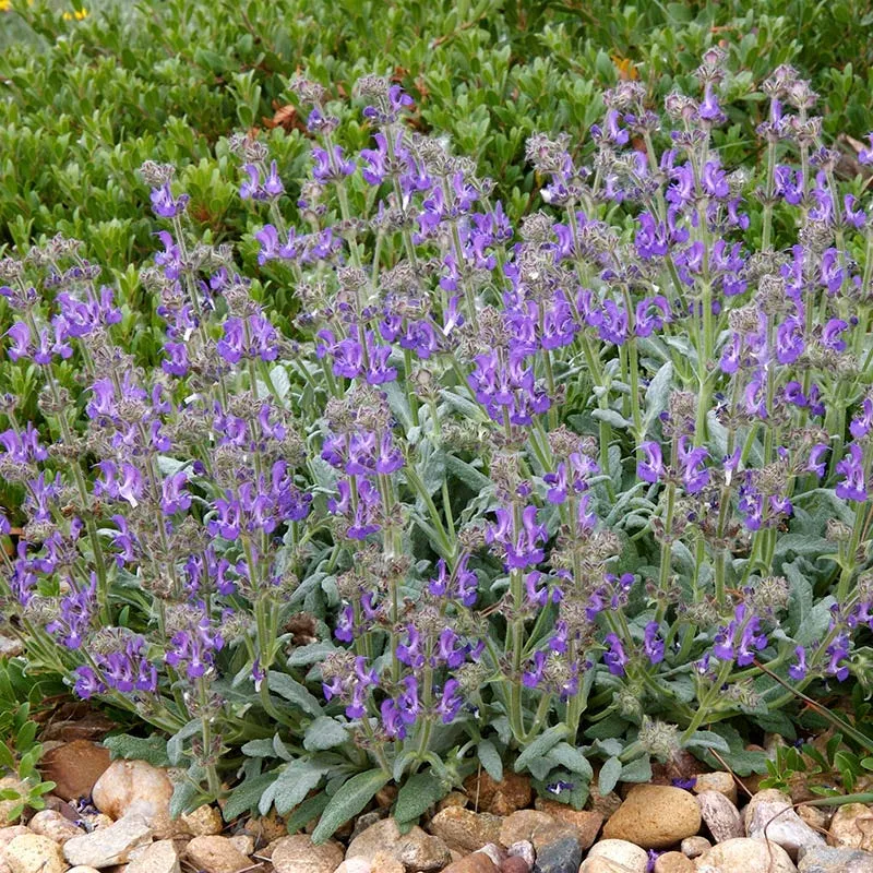 platinum-dwarf-silver-leaf-salvia Platinum Dwarf Silver Leaf Salvia