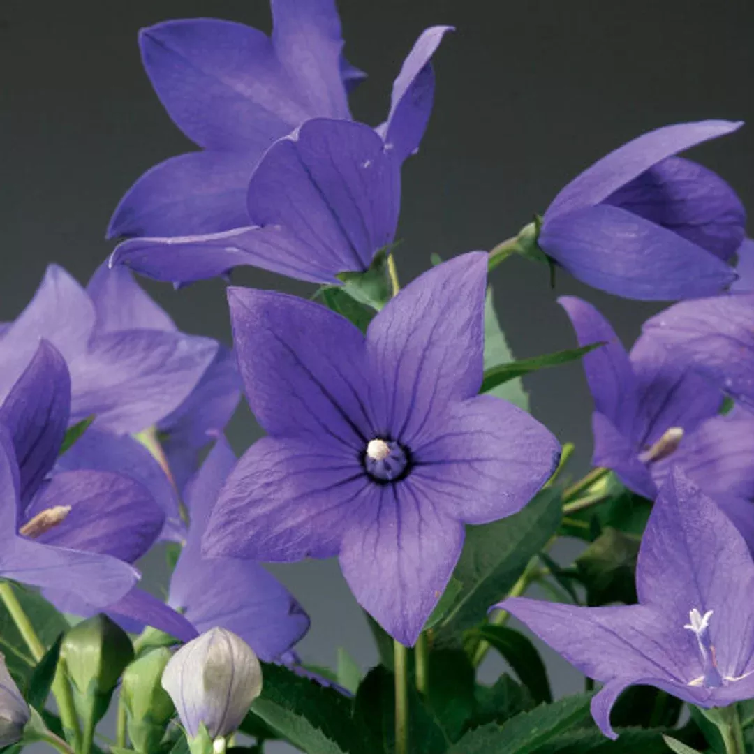 platycodon-astra-blue Platycodon 'Astra Blue'
