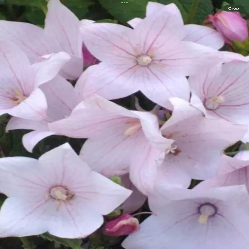 platycodon-astra-pink Platycodon 'Astra Pink'