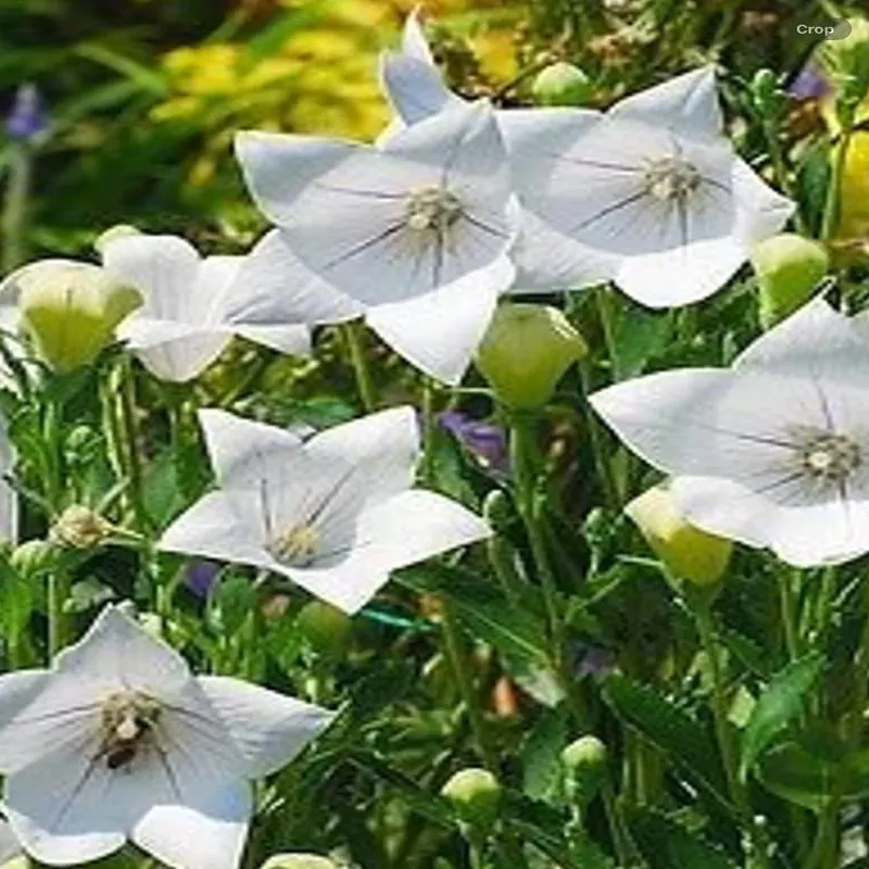platycodon-astra-white Platycodon 'Astra White'