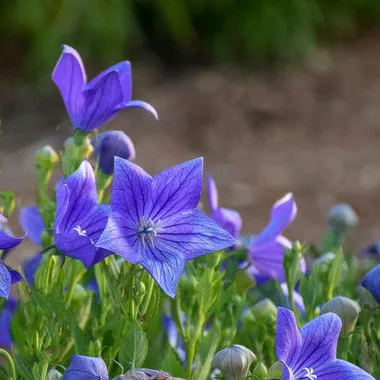 Platycodon g. 'Sentimental Blue' (25) BR Plants