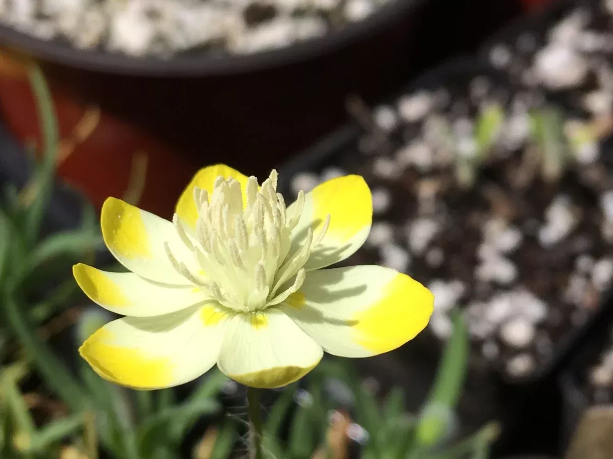 platystemon-californicus-creamcups Platystemon californicus, Creamcups