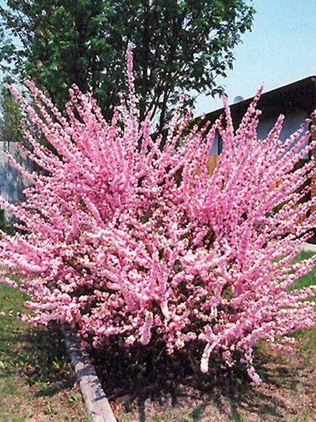 plum-double-flowering-2-gal-bl Plum: 'Double Flowering' 2 Gal (Bl)