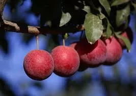plum-opata-cherry-7gal-bl Plum: 'Opata Cherry - 7Gal (Bl)