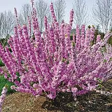 plum-pink-frosting-flowering-2-gal-bl Plum: 'Pink Frosting Flowering' - 2 Gal (Bl)