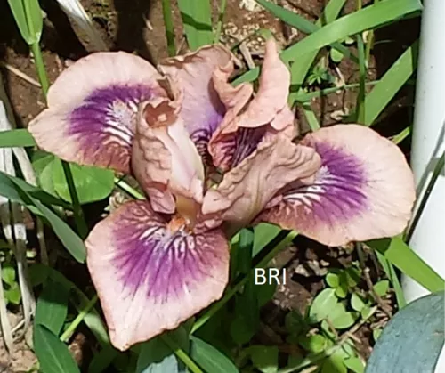 Plum Pink