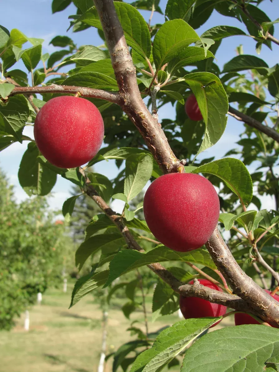 Plum: 'Tecumseh' - 7 gal (Bl)