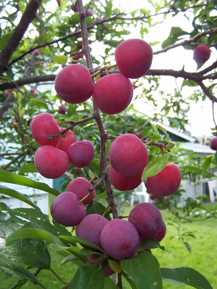 plum-toka-10-gal-jf Plum:'Toka' 10 Gal (Jf)