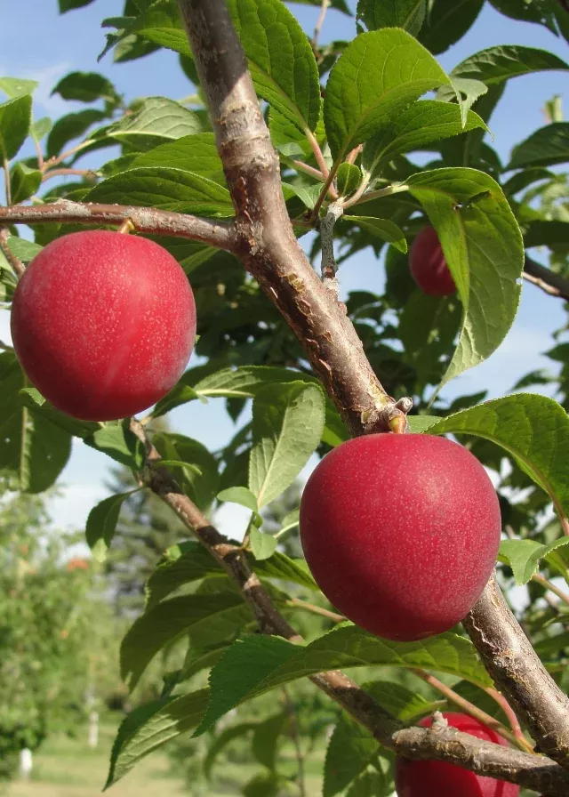 plum-tree-teucmseh Plum Tree 'Teucmseh'