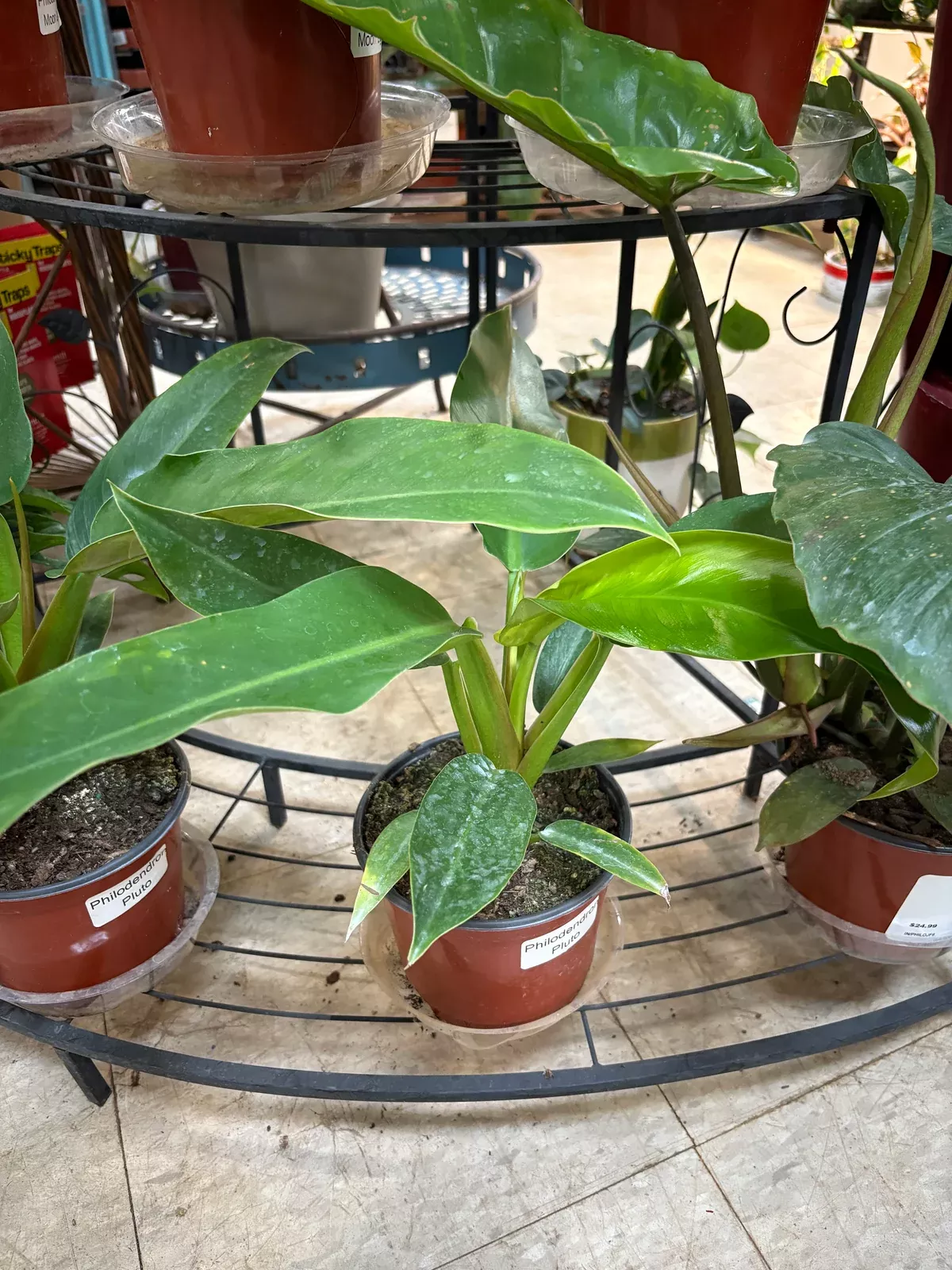 Pluto Philodendron